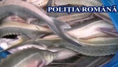 55 de kilograme de sturion confiscate de poliția de frontieră
