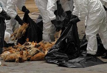 Gripa aviară se extinde în Bulgaria