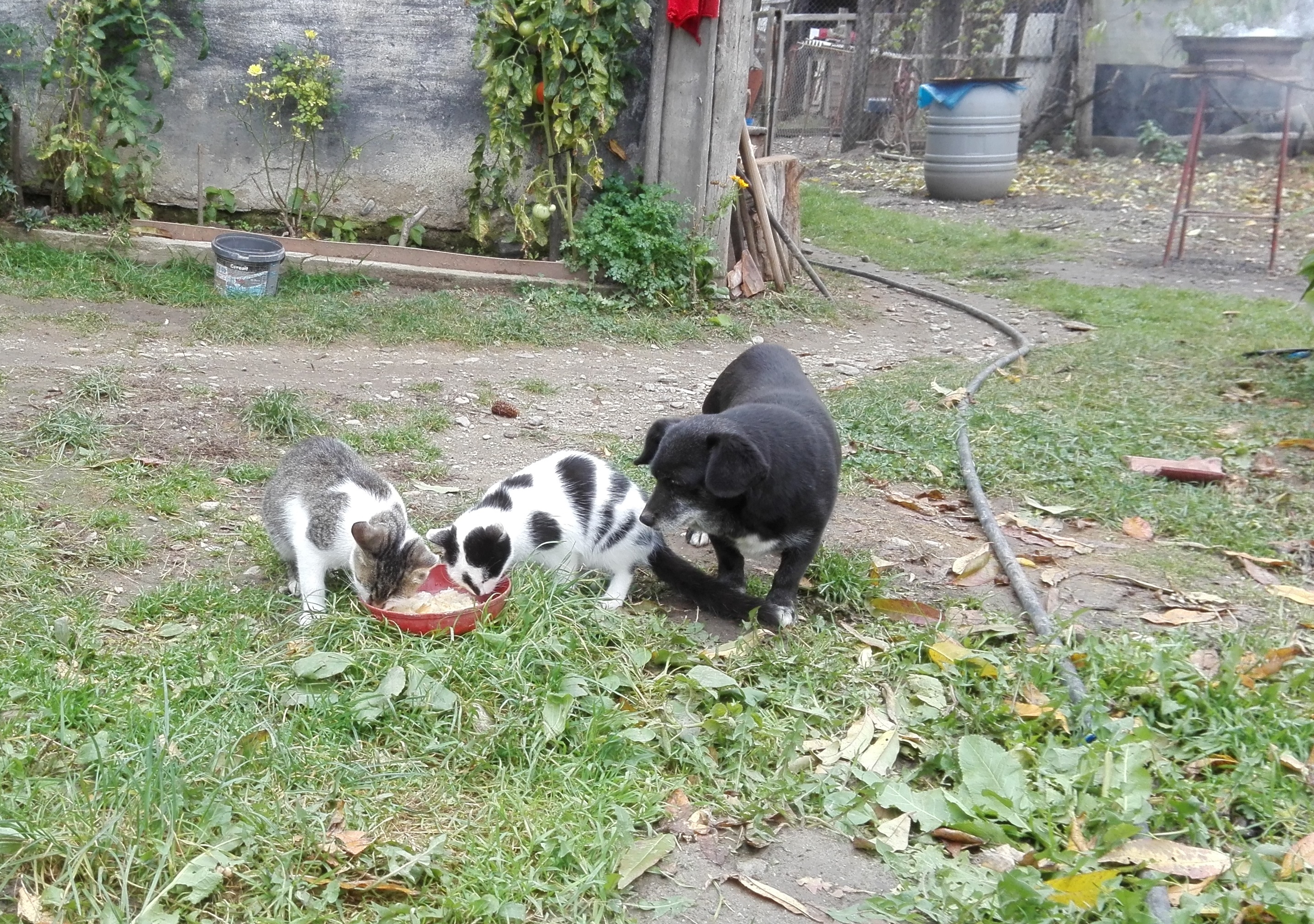 Azi despre ieri – 9 noiembrie 2018