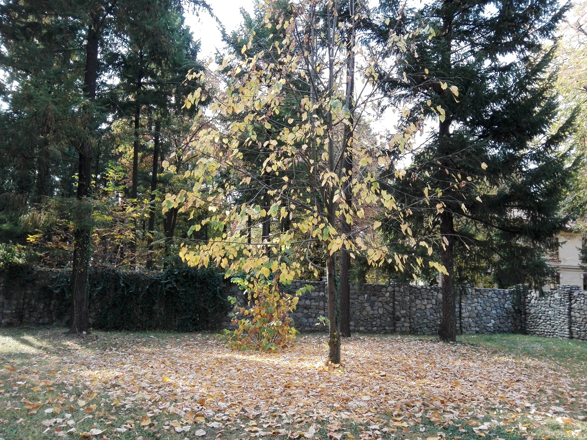 Azi despre ieri – 12 noiembrie 2018