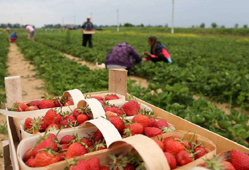 Gorj. 200 de locuri de muncă în Danemarca şi Portugalia