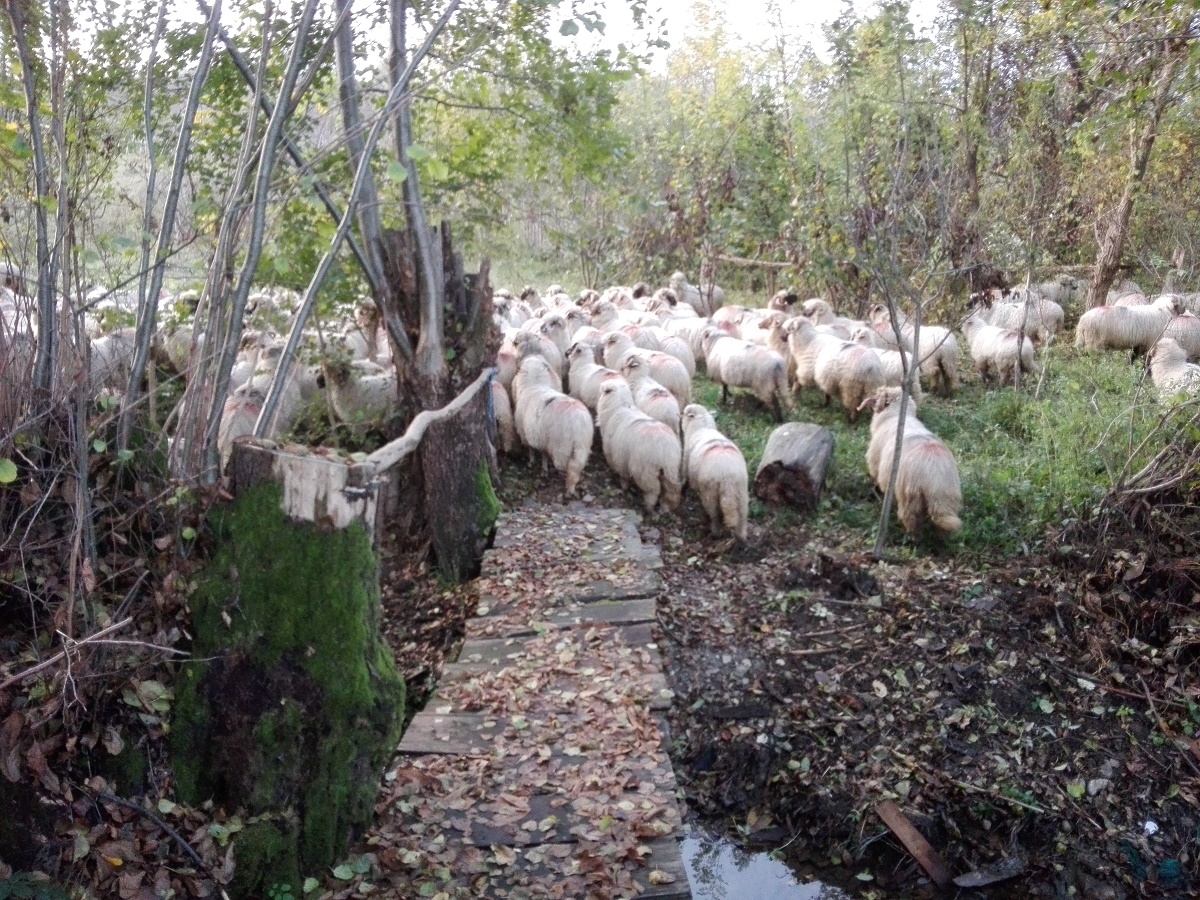 Azi despre ieri – 16 noiembrie 2018