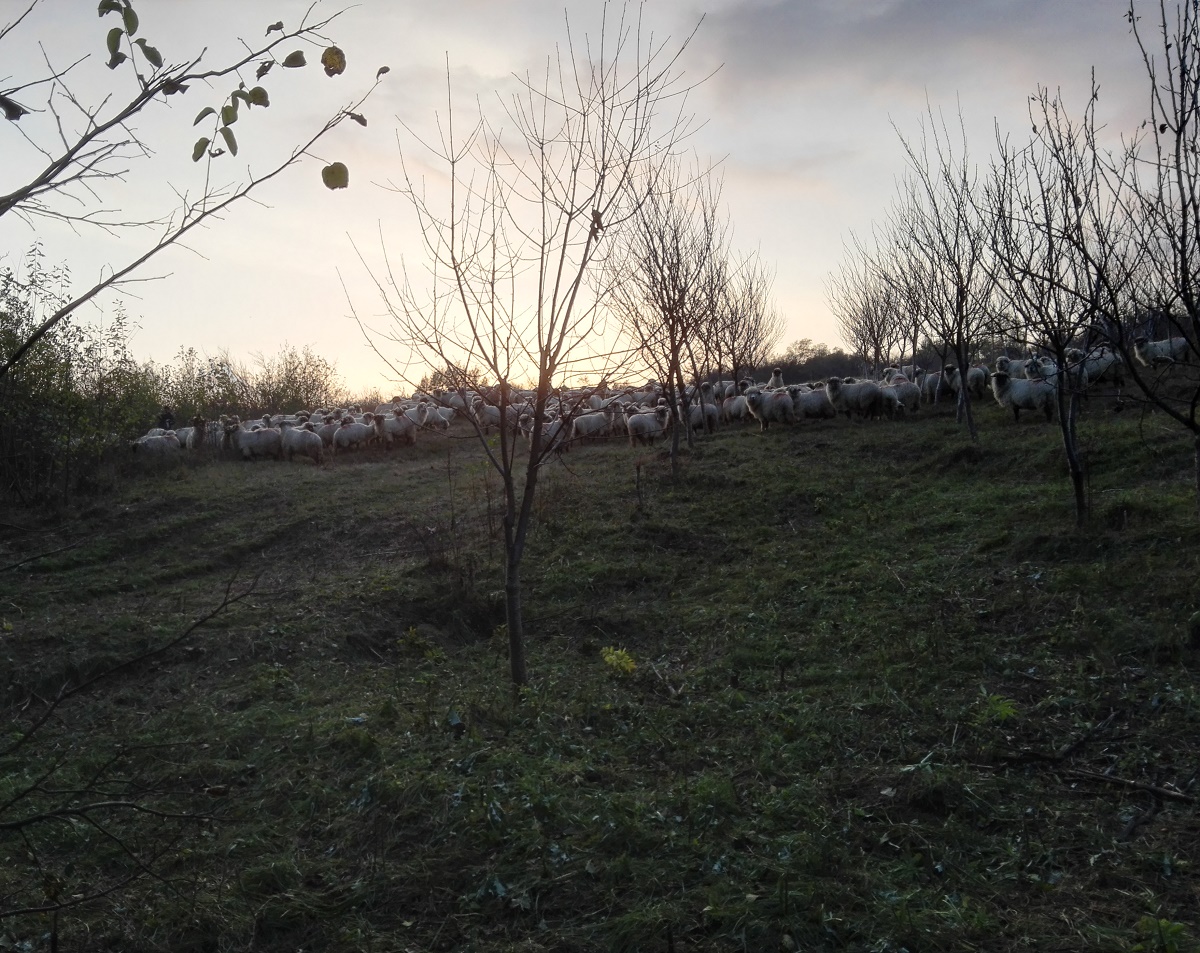 Azi despre ieri – 13 noiembrie 2018