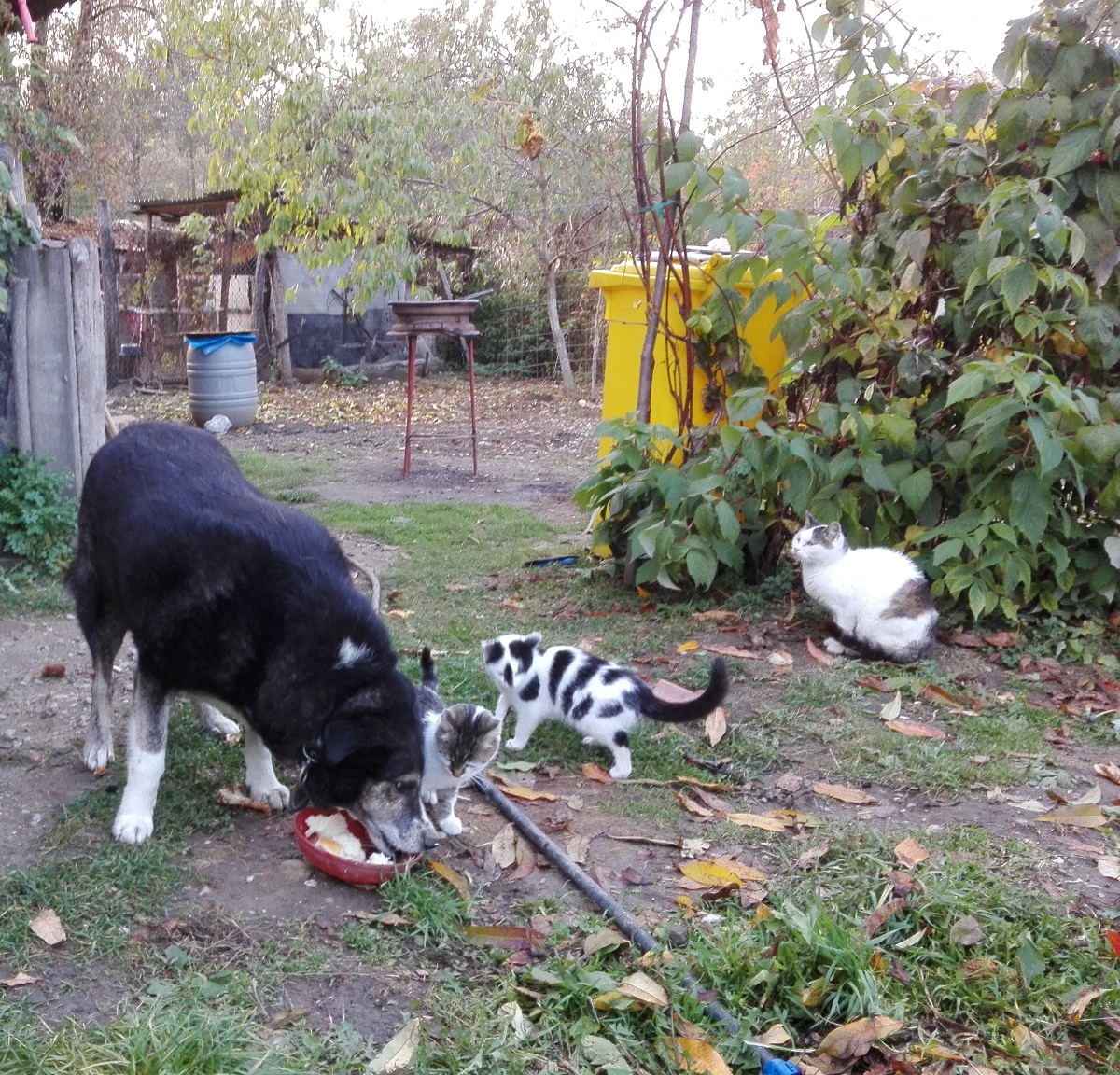 Azi despre ieri – 22 noiembrie 2018