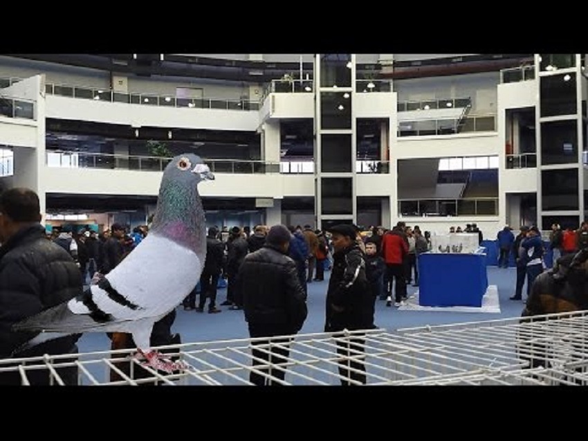 Expoziţie columbofilă la Craiova