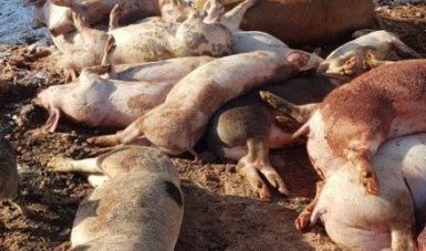 Situație tensionată la Rusănești, în Olt (update)