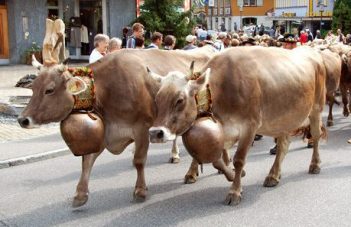 Referendum în Elveția: vite cu sau fără coarne?