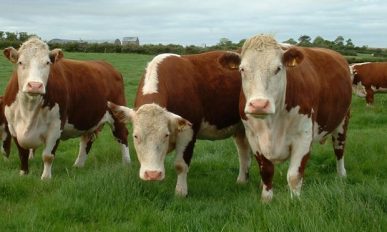 Elvețienii au respins inițiativa cu privire la păstrarea „demnităţii şeptelului”