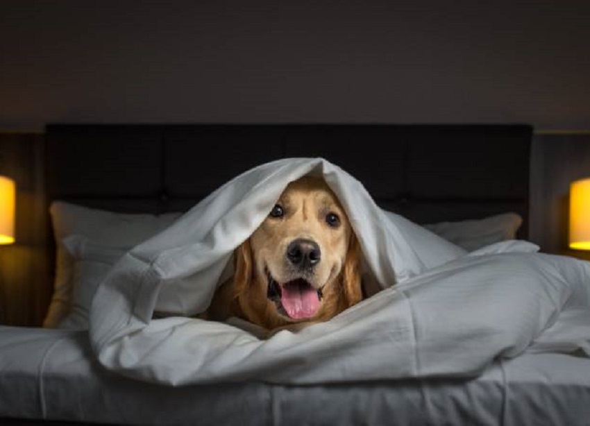 Tratament special de Revelion