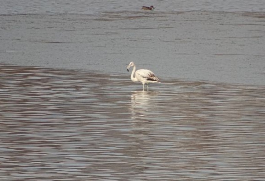 Pasăre flamingo pe Lacul Prundu din Argeș