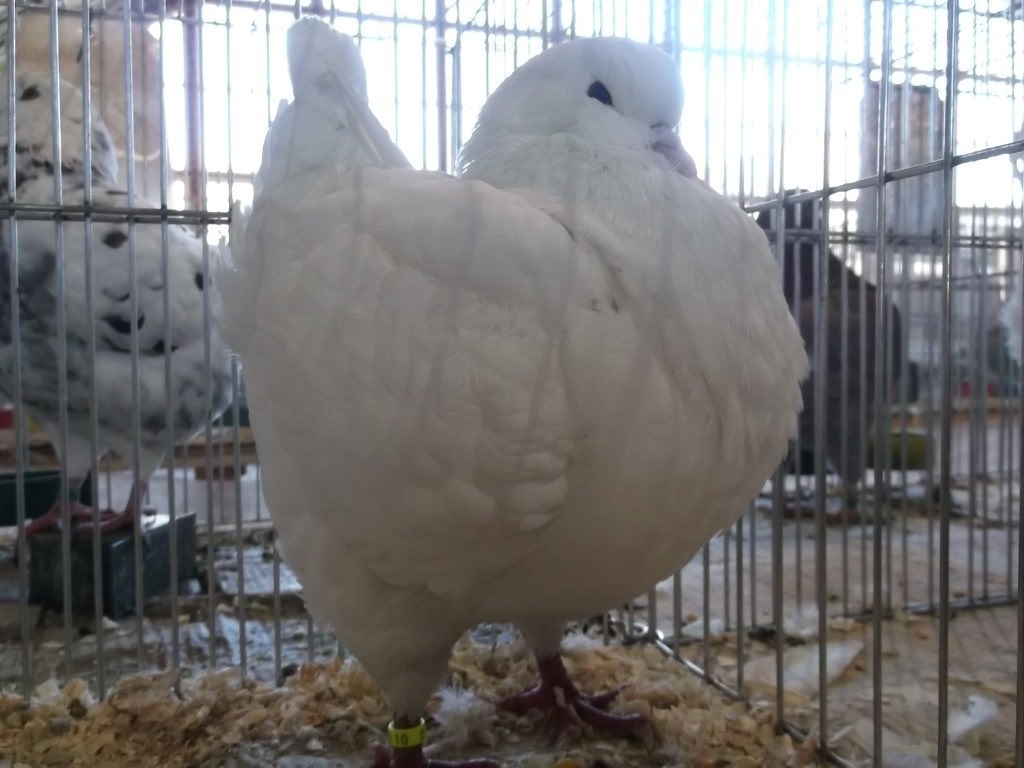 Expoziție de păsări de rasă, la Târgu-Jiu