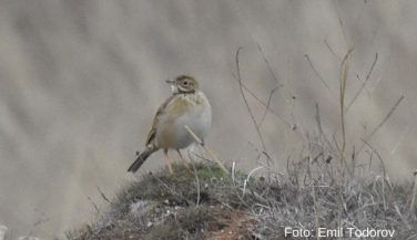 O noua specie de pasăre în România