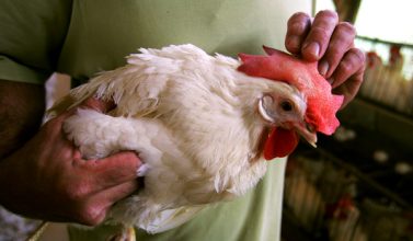 Gripa aviară la granița cu România