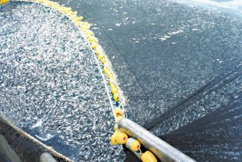 Regulament de pescuit