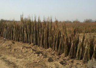 Start pentru depunerea cererilor în cadrul Schemei de ajutor de stat „Sprijin pentru prima împădurire şi crearea de suprafeţe împădurite”