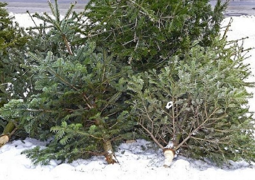 Acțiune de colectare a brazilor de Crăciun în Craiova