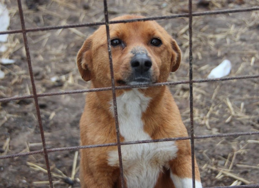 Târg de adopții la Adăpostul canin Breasta