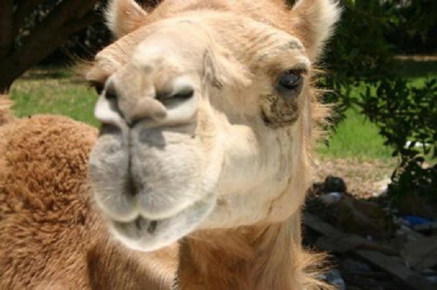 Cea mai frumoasă cămilă