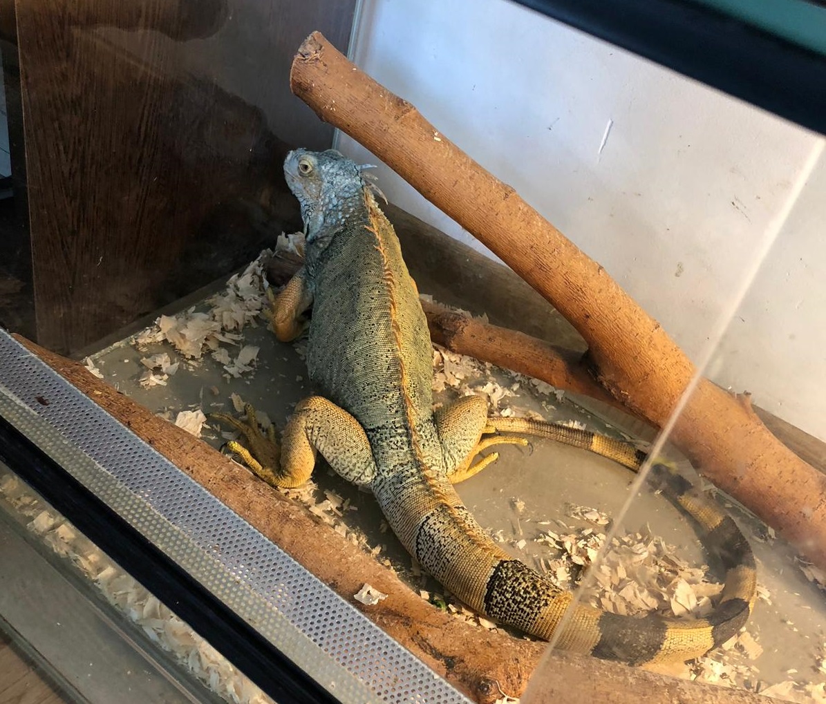 O iguană, la Grădina Zoologică din Craiova