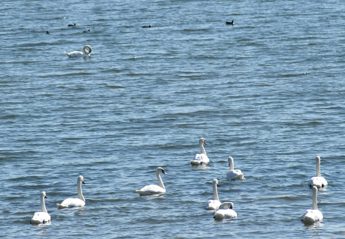 Lebede siberiene pe Olt