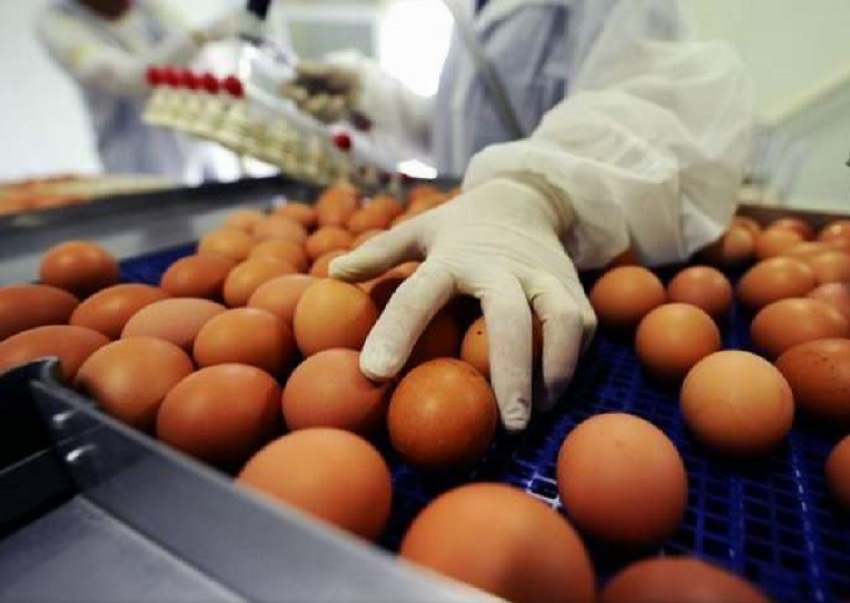 14.160 de ouă contaminate cu insecticid au fost vândute în județul Gorj