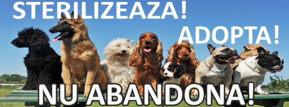 Târg de adopții canine la Slatina