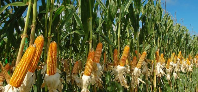 România, primul loc în Europa la producția de porumb