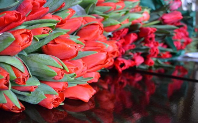 Flori și plante ornamentale, vândute ilegal. Comercianți lăsați fără marfă și amendați