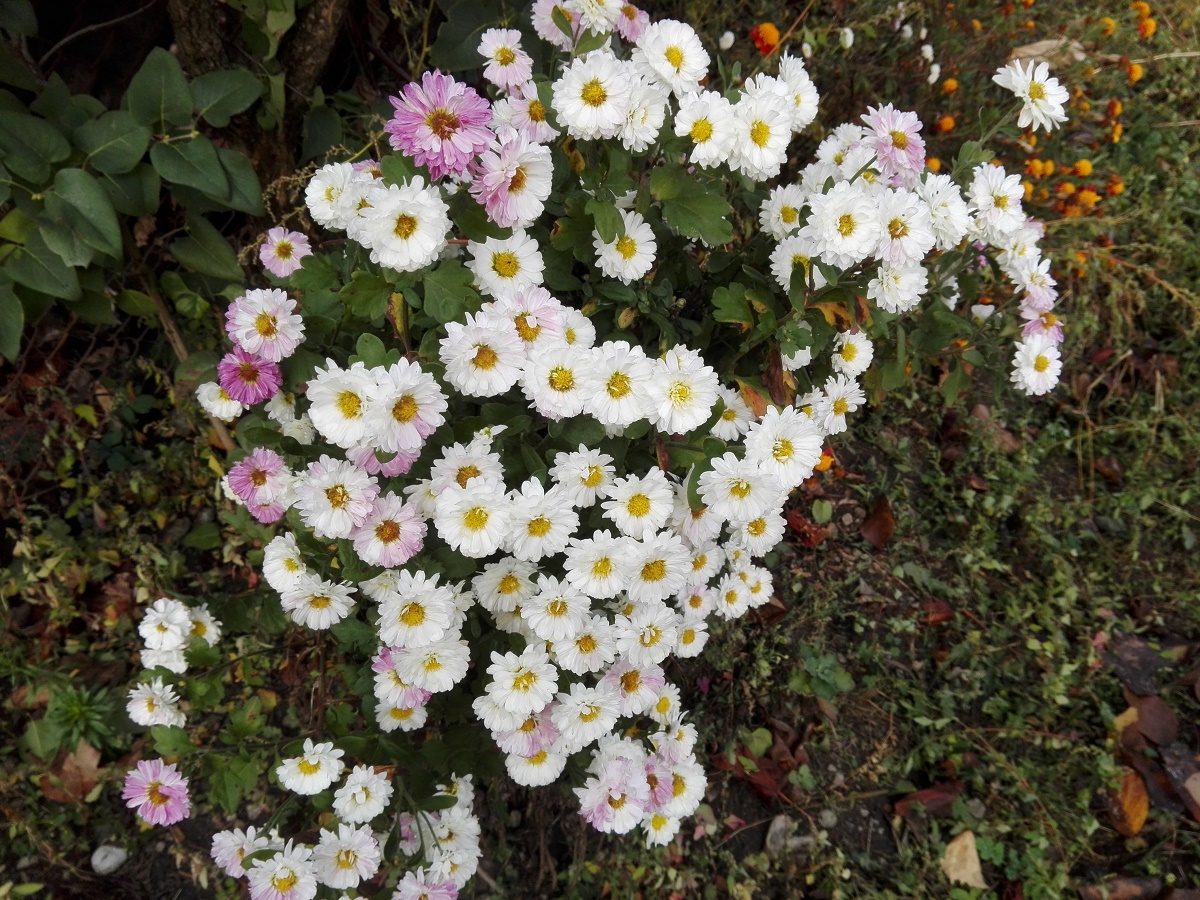 Azi despre ieri – 11 februarie 2019