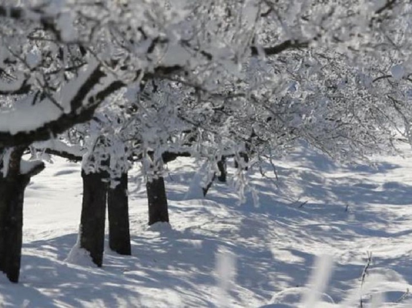 Fermierii au început să evalueze pagubele produse de zăpezi