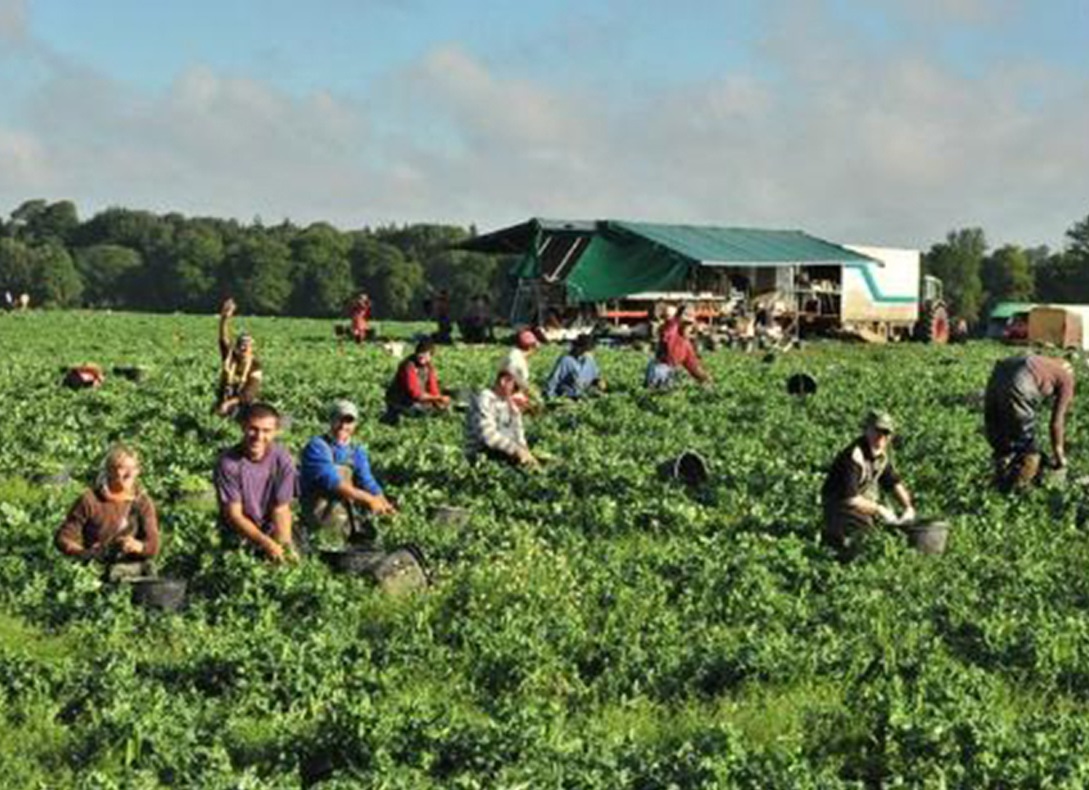 Bursa locurilor de muncă în domeniul sezonier