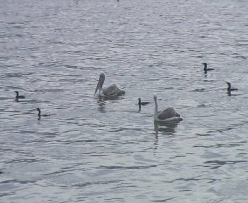 O familie de pelicani iernează pe râul Olt, la Râmnicu Vâlcea