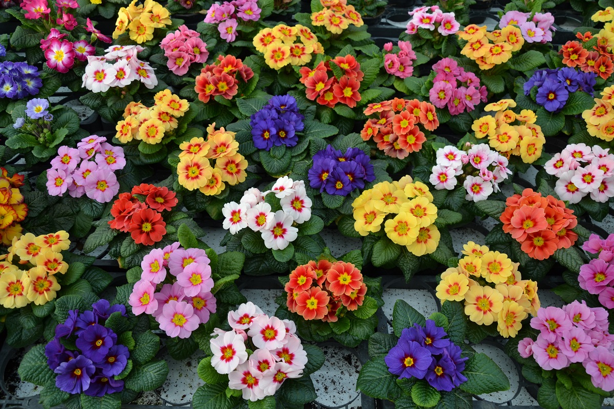 Plantări de primăvară, la Râmnicu Vâlcea