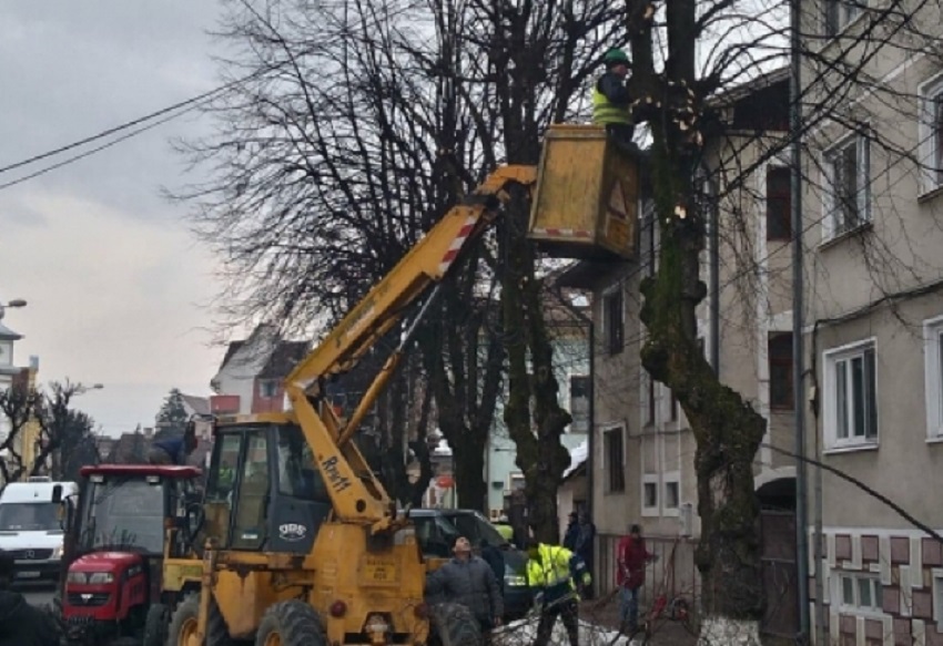 Craiova. Continuă acțiunea de toaletare a arborilor de pe domeniul public