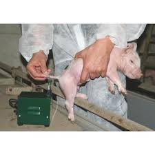 Danemarca vrea să limiteze amputarea cozilor la purcei