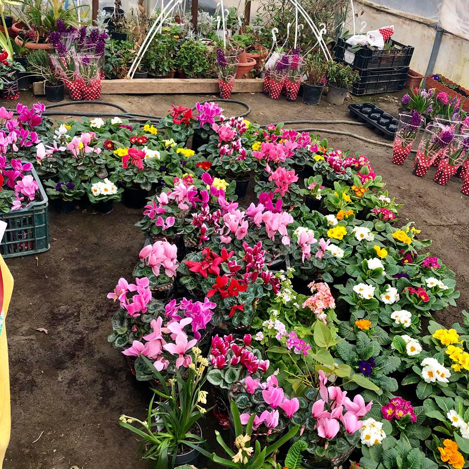 Afacere înfloritoare în comuna doljeană Ișalnița!