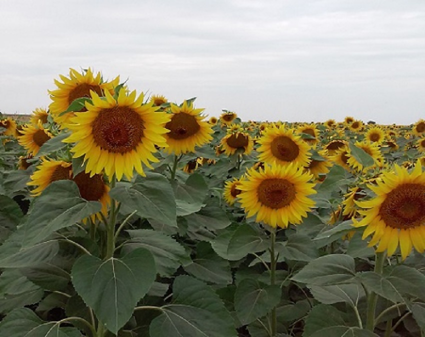 Prognoză agrometeorologică