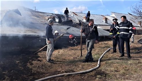 Păsări moarte în incendiu