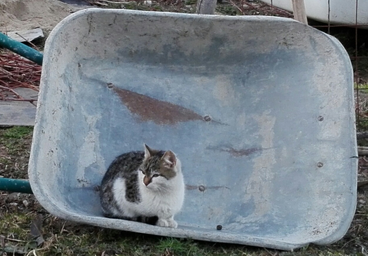 Vremea, duminică, în Oltenia (audio)