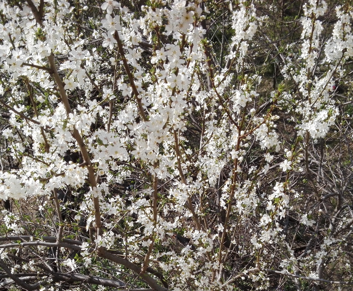 Buna Vestire sau Ziua Cucului. Tradiţii, obiceiuri şi superstiţii