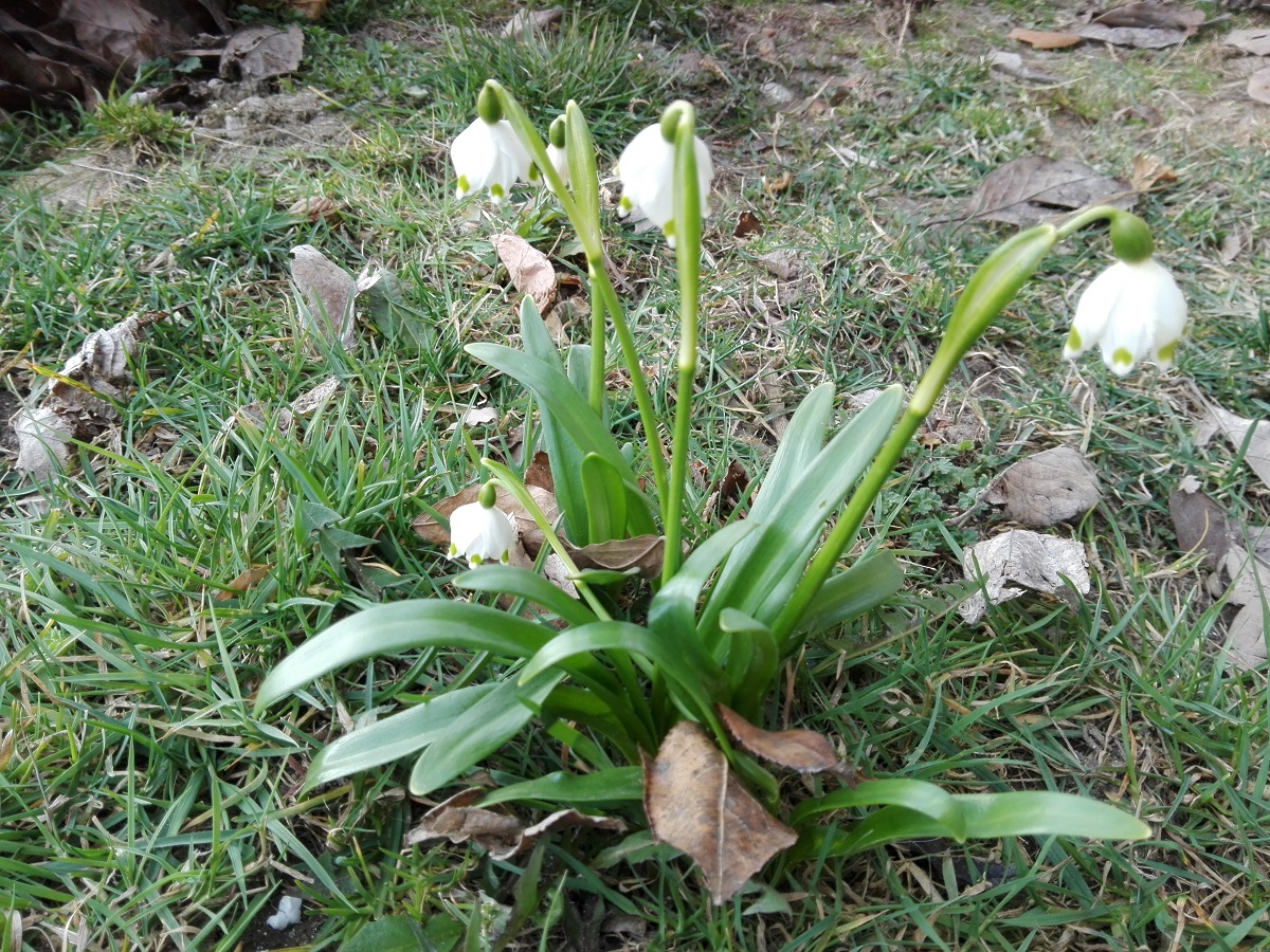 Vremea, 21/22 martie, în Oltenia (audio)