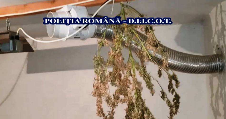 Arest preventiv pentru bărbaţii din Caracal care cultivau cannabis în casă