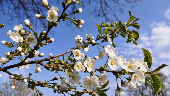 Vremea în Oltenia (12 aprilie 2020)