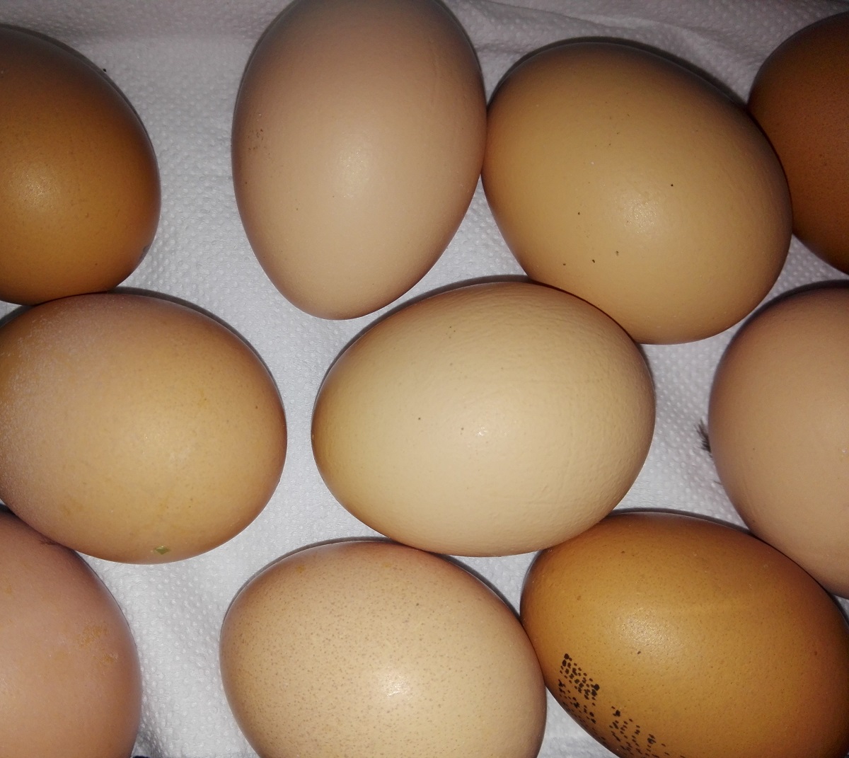 Au crescut prețurile la ouă (audio)