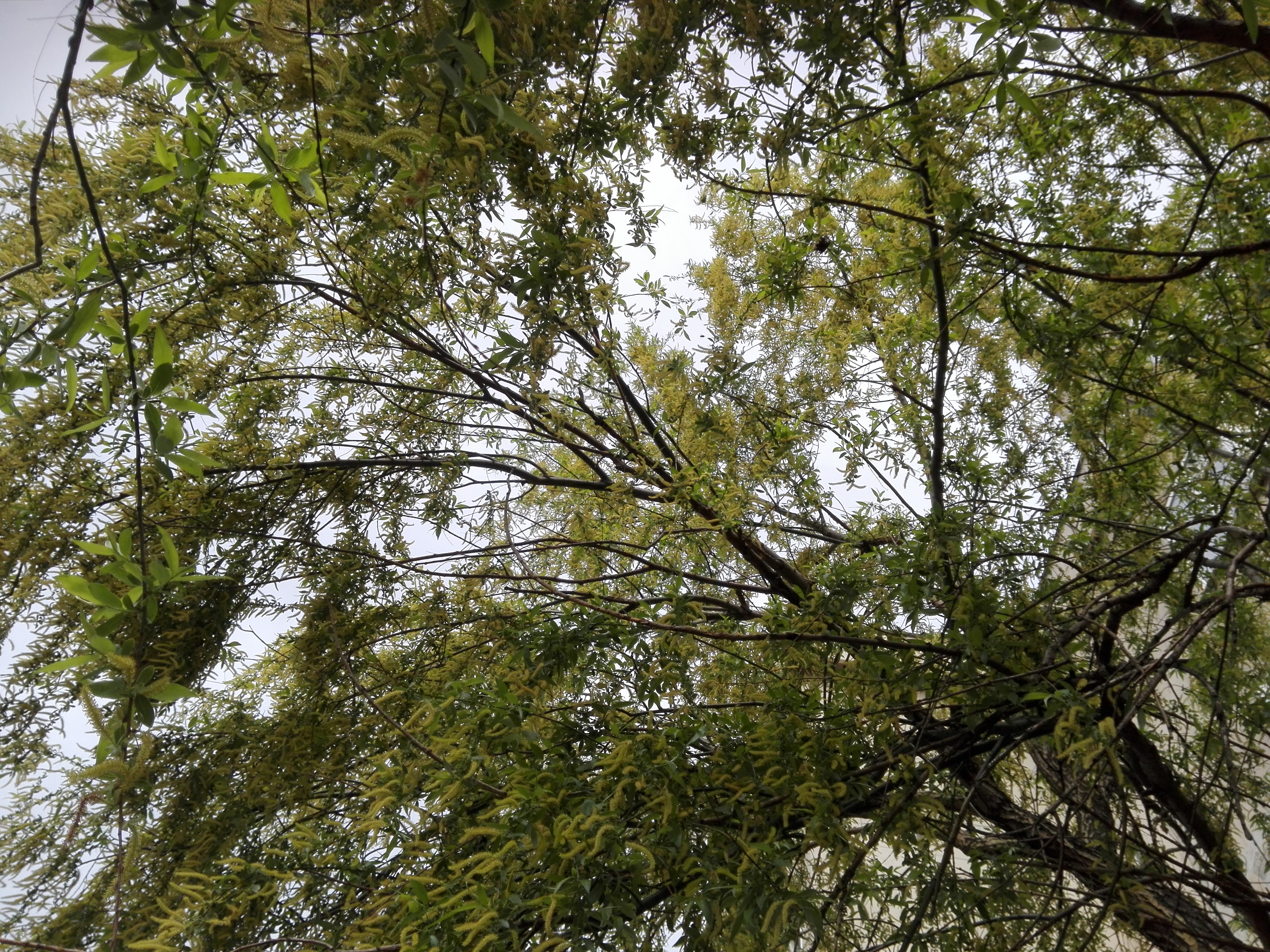 Vremea, 12/13 aprilie, în Oltenia (audio)