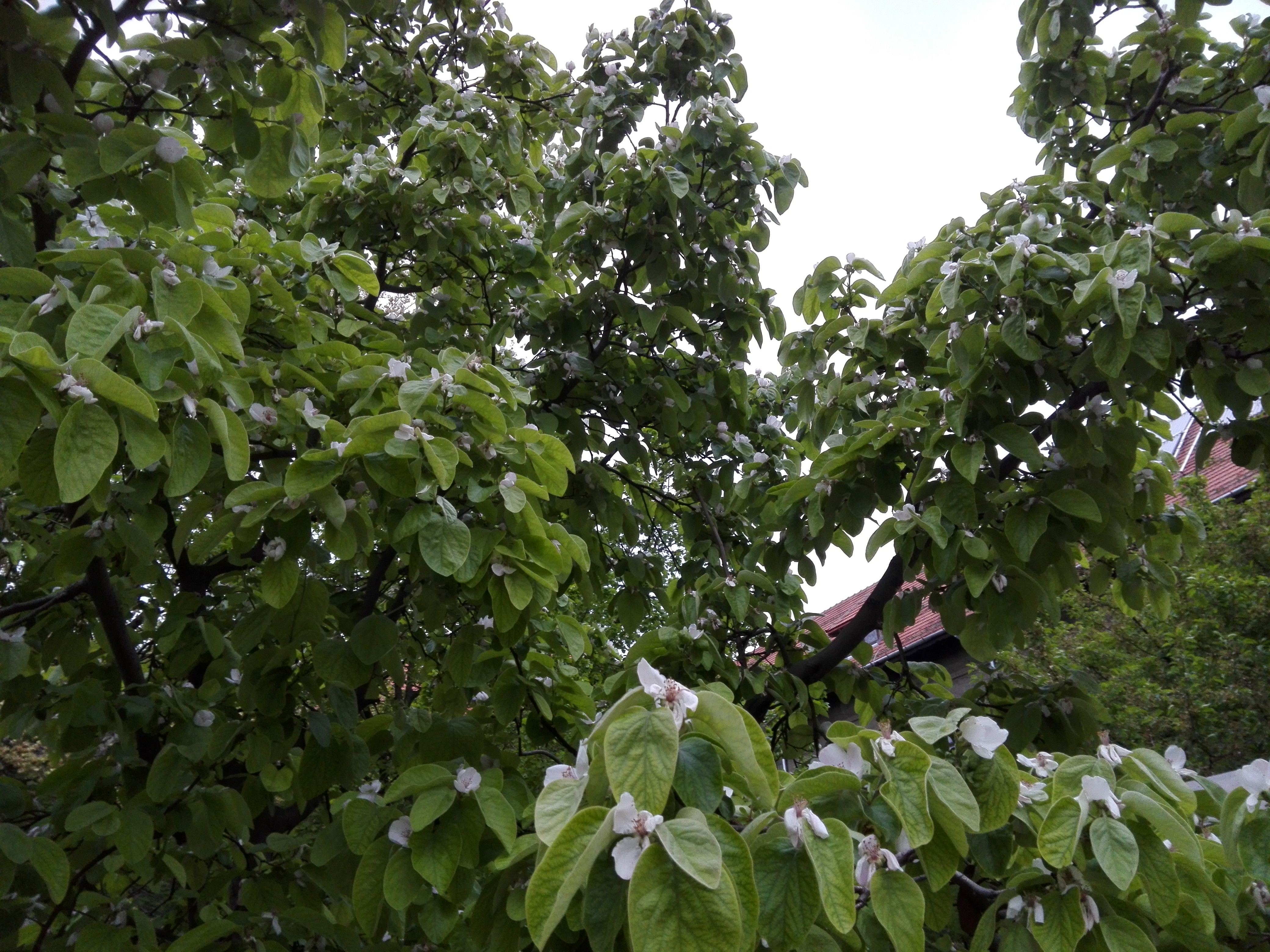 Vremea, astăzi, în Oltenia (audio)