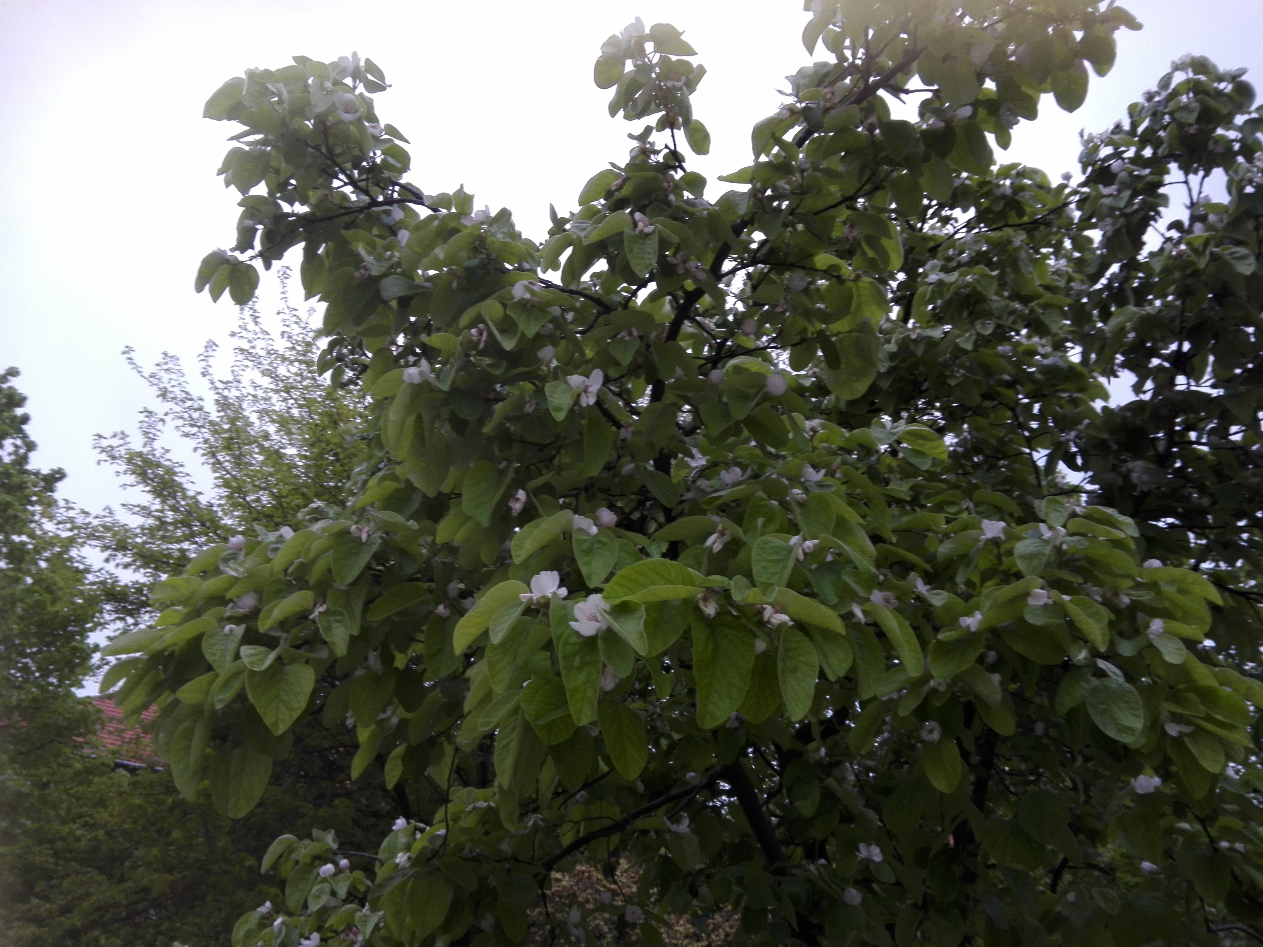 Vremea în Săptămâna Mare (audio)