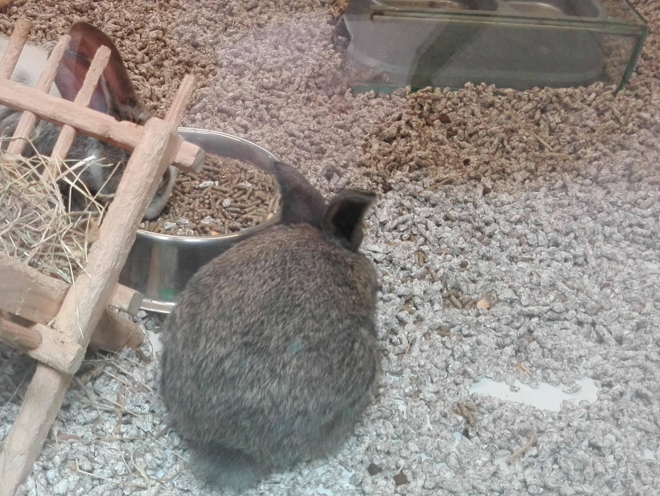 Povestea iepurașului de Paște