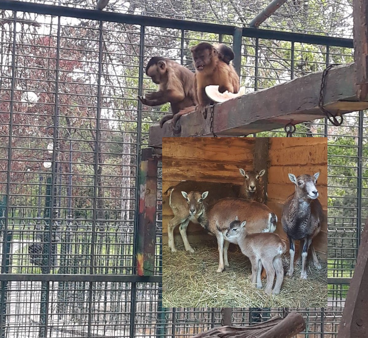 Grădina Zoologică din Craiova are noi atracții pentru vizitatori
