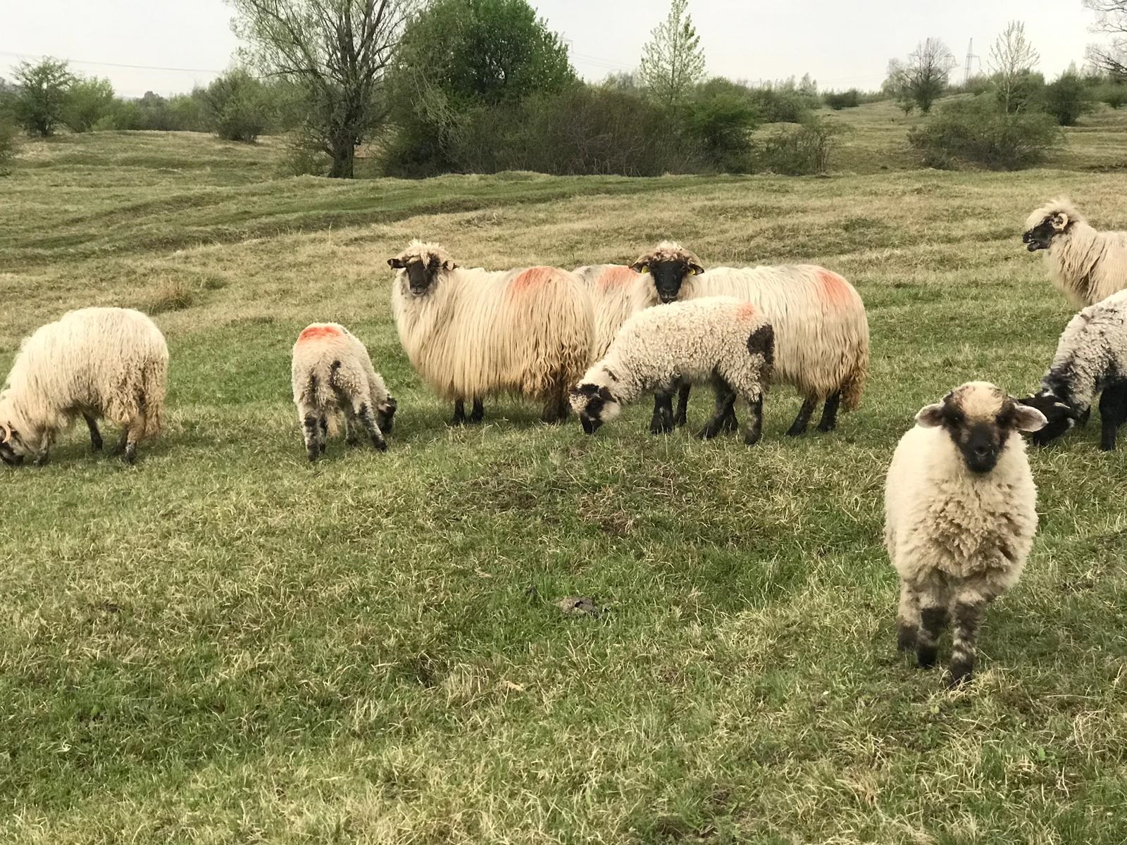 Vremea, 23/24 aprilie, în Oltenia (audio)